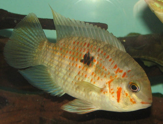 Krobia xinguensis