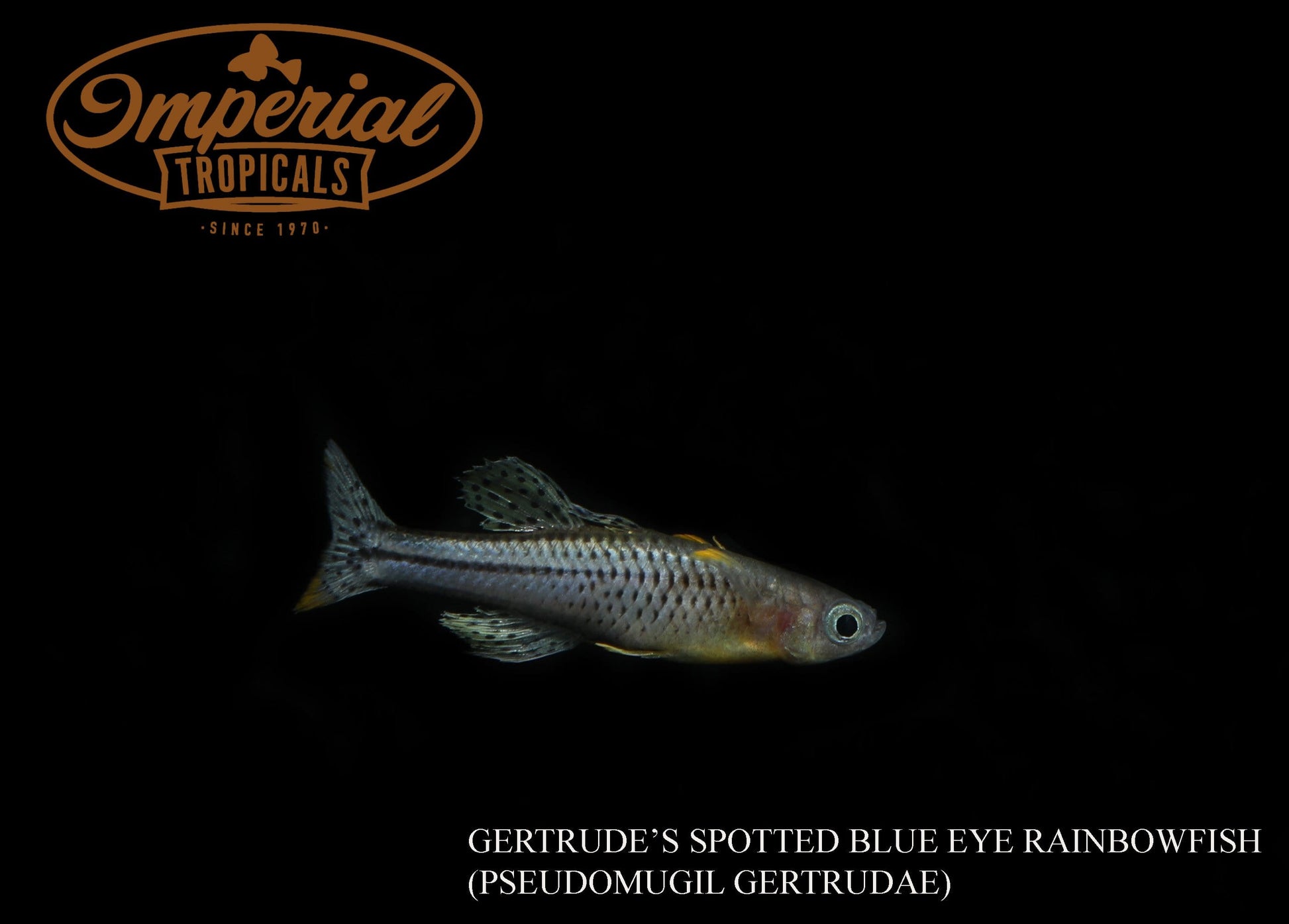 Spotted Aru II Blue-Eye (Pseudomugil gertrudae) - Imperial Tropicals