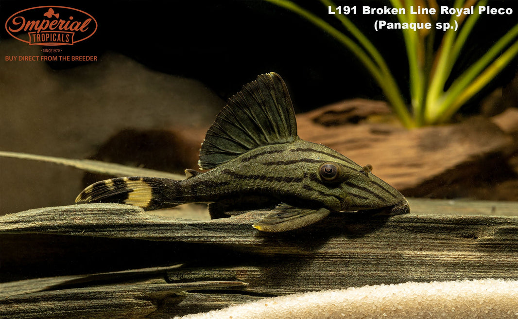 Loricariids – Imperial Tropicals