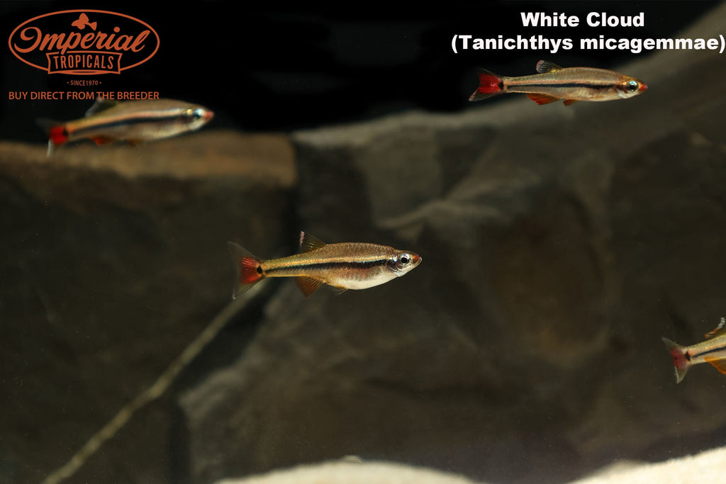 Vietnamese Cardinal Minnow (Tanichthys micagemmae) – Imperial Tropicals