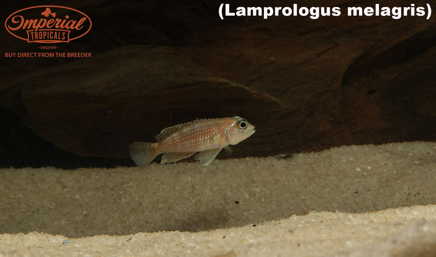 Lamprologus meleagris