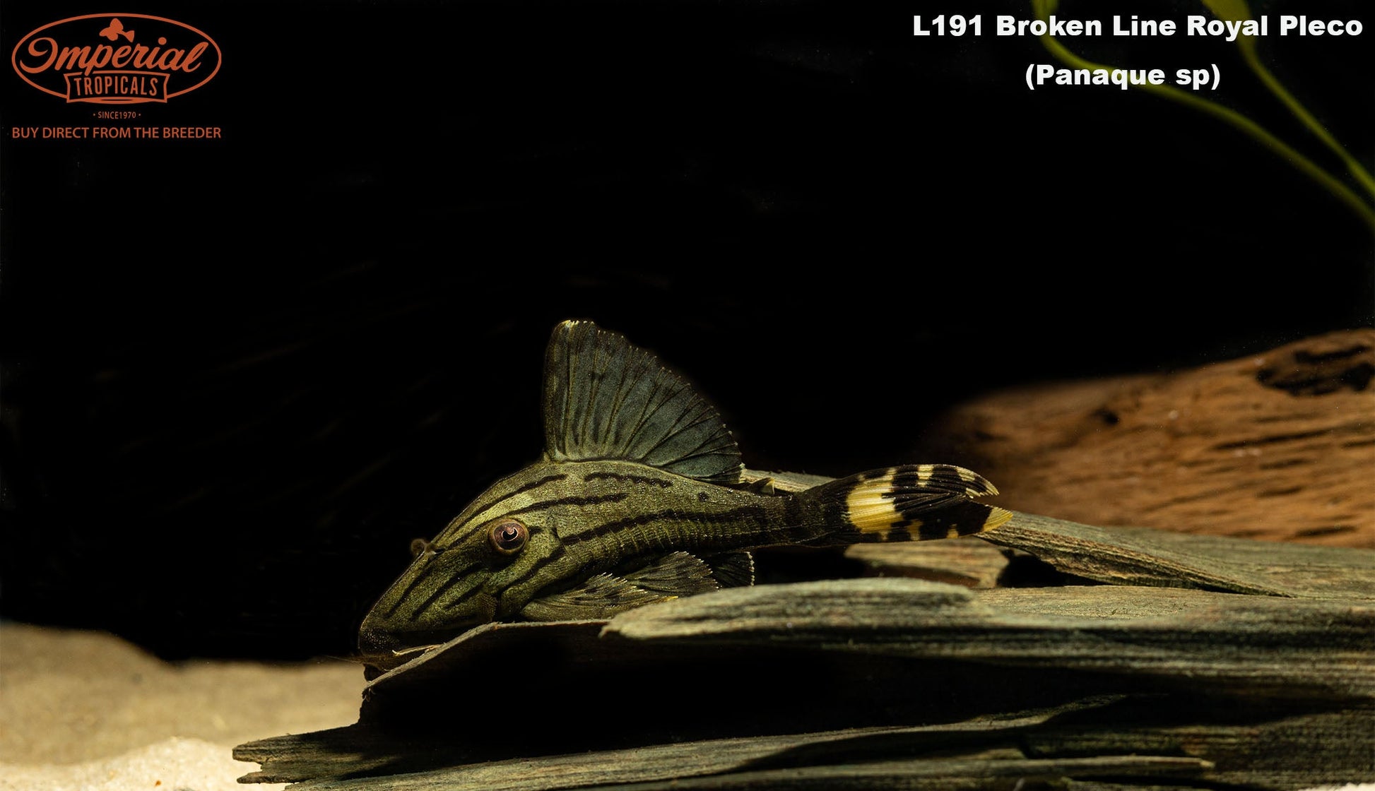 L191 Broken Line Royal Pleco (Panaque sp.) - shop Imperial Tropicals