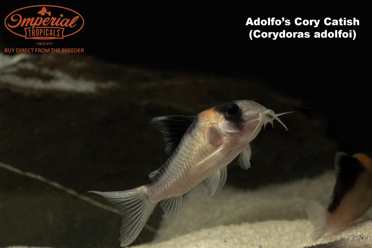 Adolfo's Cory Catfish