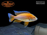 Assorted Angelfish