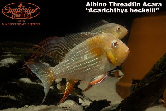 Albino Threadfin Acara
