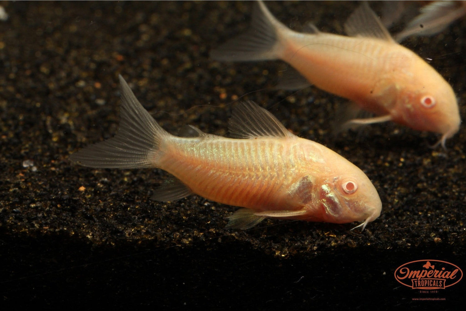Albino Cory (Corydoras aeneus) - Imperial Tropicals