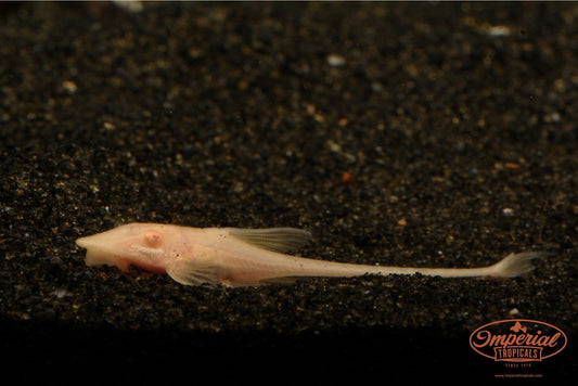 Albino Royal Farlowella (Sturisomatichthys aureus) - Imperial Tropicals