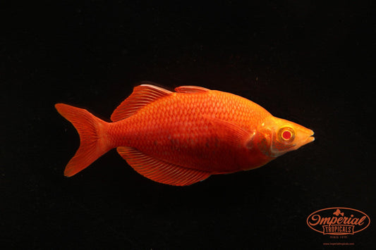 Albino Millennium Rainbowfish (Glossolepis pseudoincisus) - Imperial Tropicals