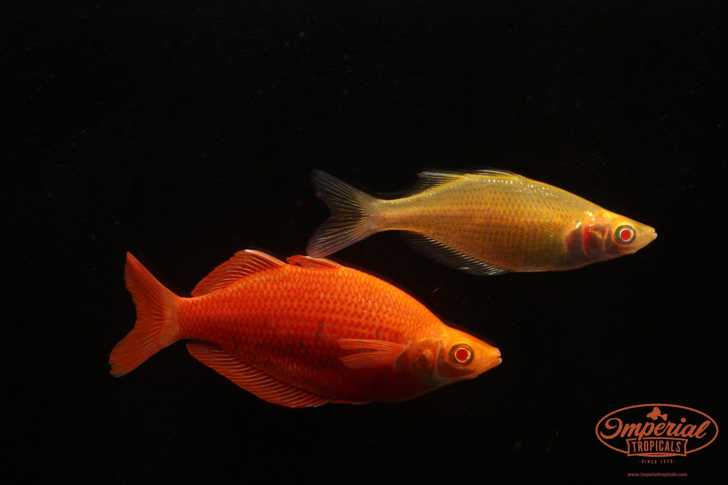 Albino Millennium Rainbowfish (Glossolepis pseudoincisus) - Imperial Tropicals