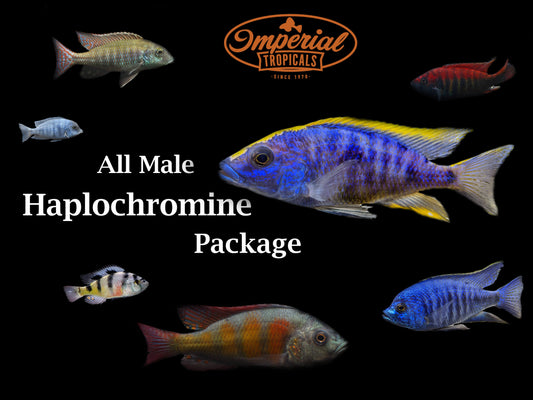 All Male Haplochromine Cichlid Package