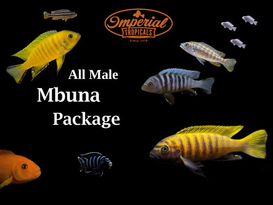 All Male Mbuna Package