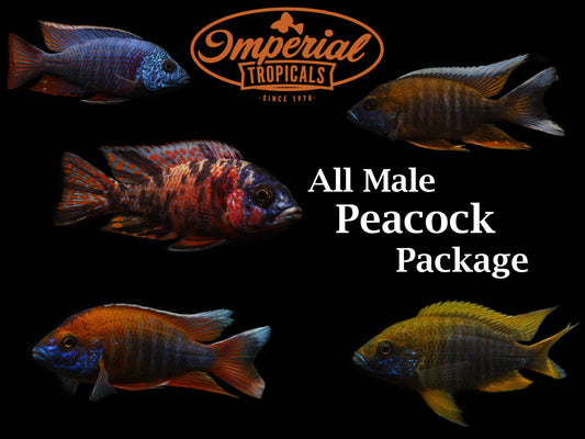 All Male Peacock Cichlid Package