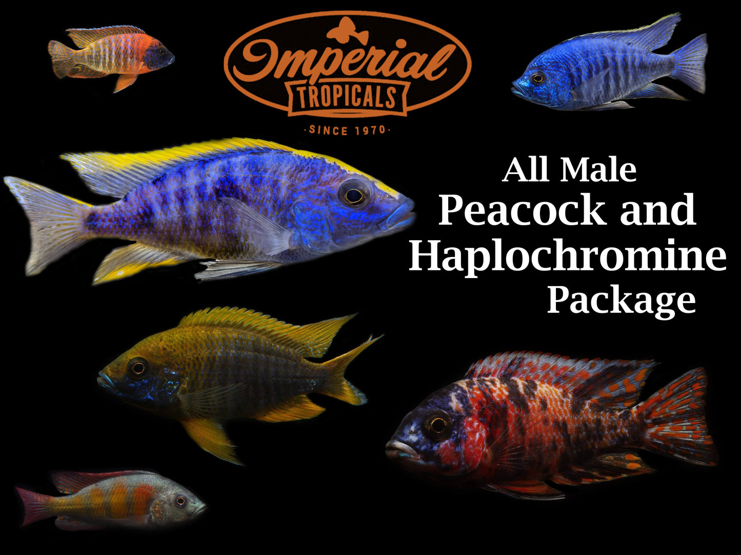 All Male Peacock/Haplochromines Cichlid Package