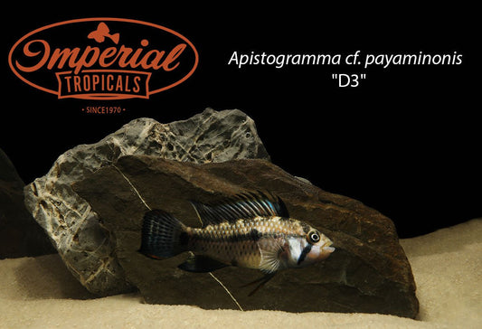 Apistogramma cf. payaminonis "D3"