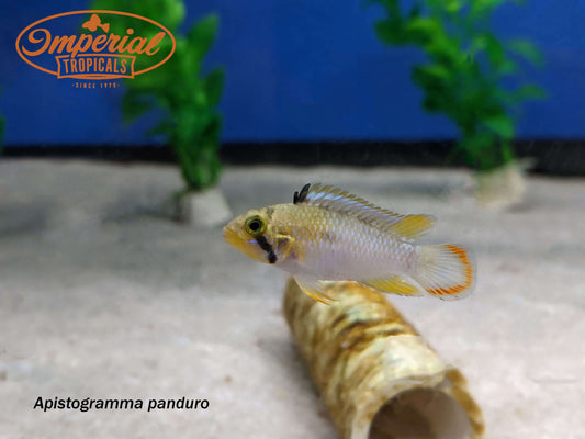 Apistogramma panduro