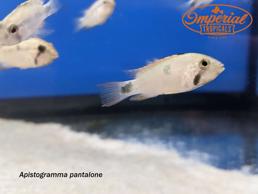 Apistogramma pantalone