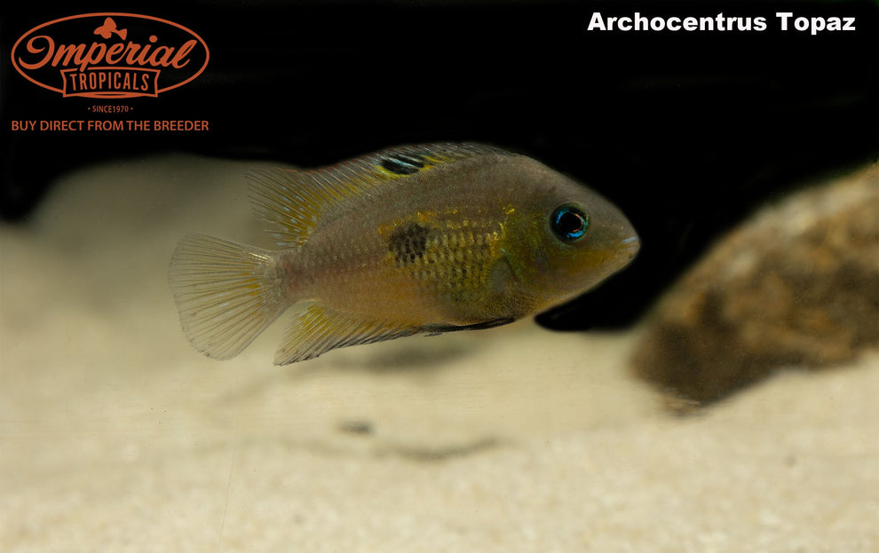 Topaz Cichlid (Archocentrus myrnae) - shop Imperial Tropicals