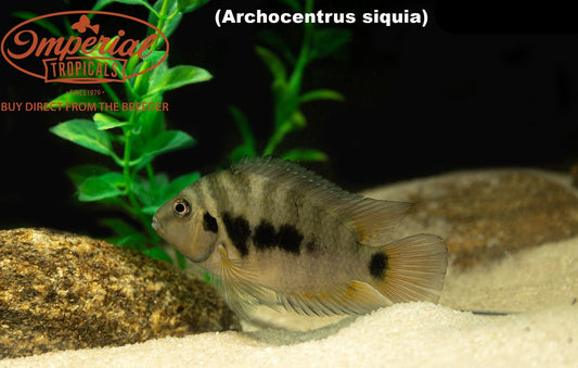 Archocentrus siquia  "Rio Bagrace"