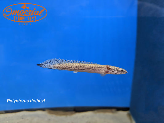 Armored Bichir