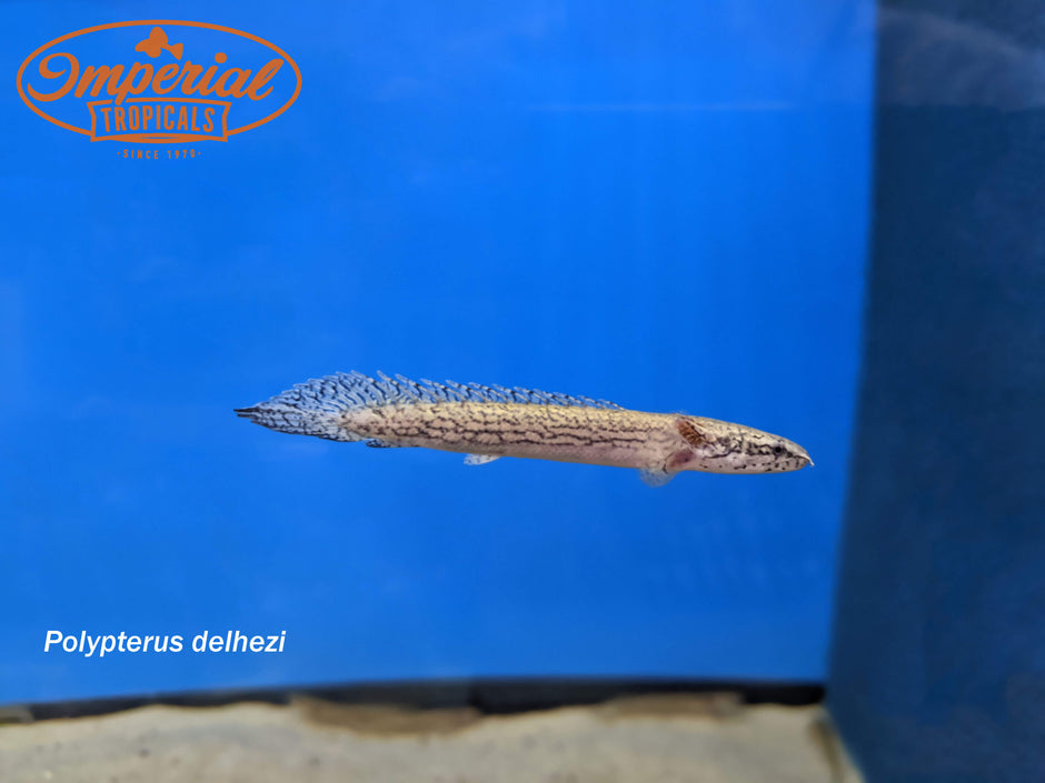 Bichirs – Imperial Tropicals