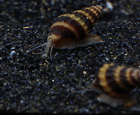 Assassin Snail (Clea helena) - Imperial Tropicals