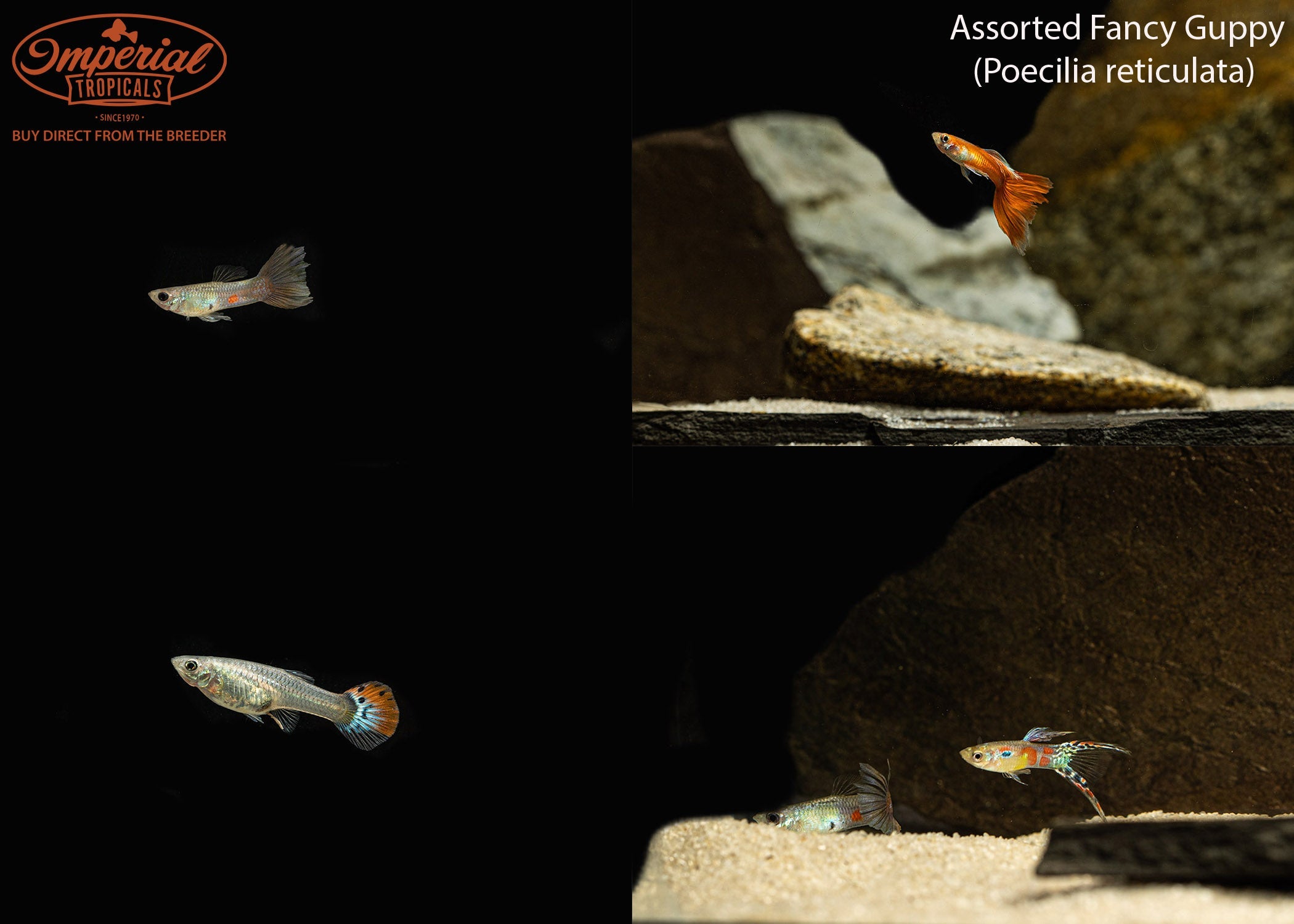 Guppy Python Guppy Fish Types