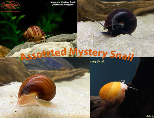 Mystery Snail Combo Pack