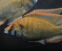Eastern Hap