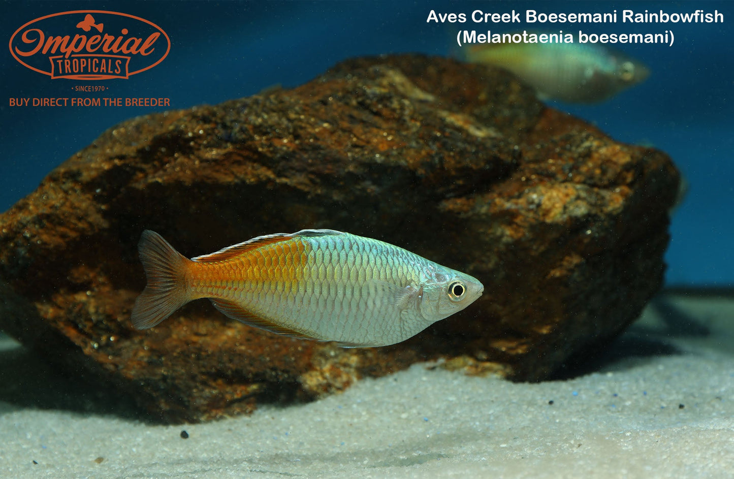 Aves Creek Boesemani Rainbowfish