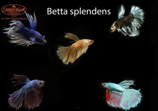 Assorted Betta splendens