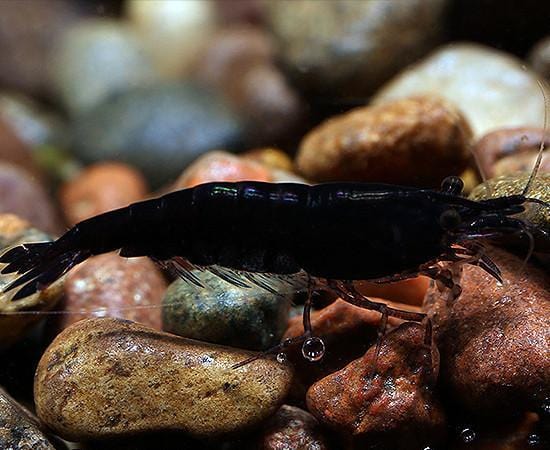 Black Shrimp (Neocaridina davidi) - Imperial Tropicals