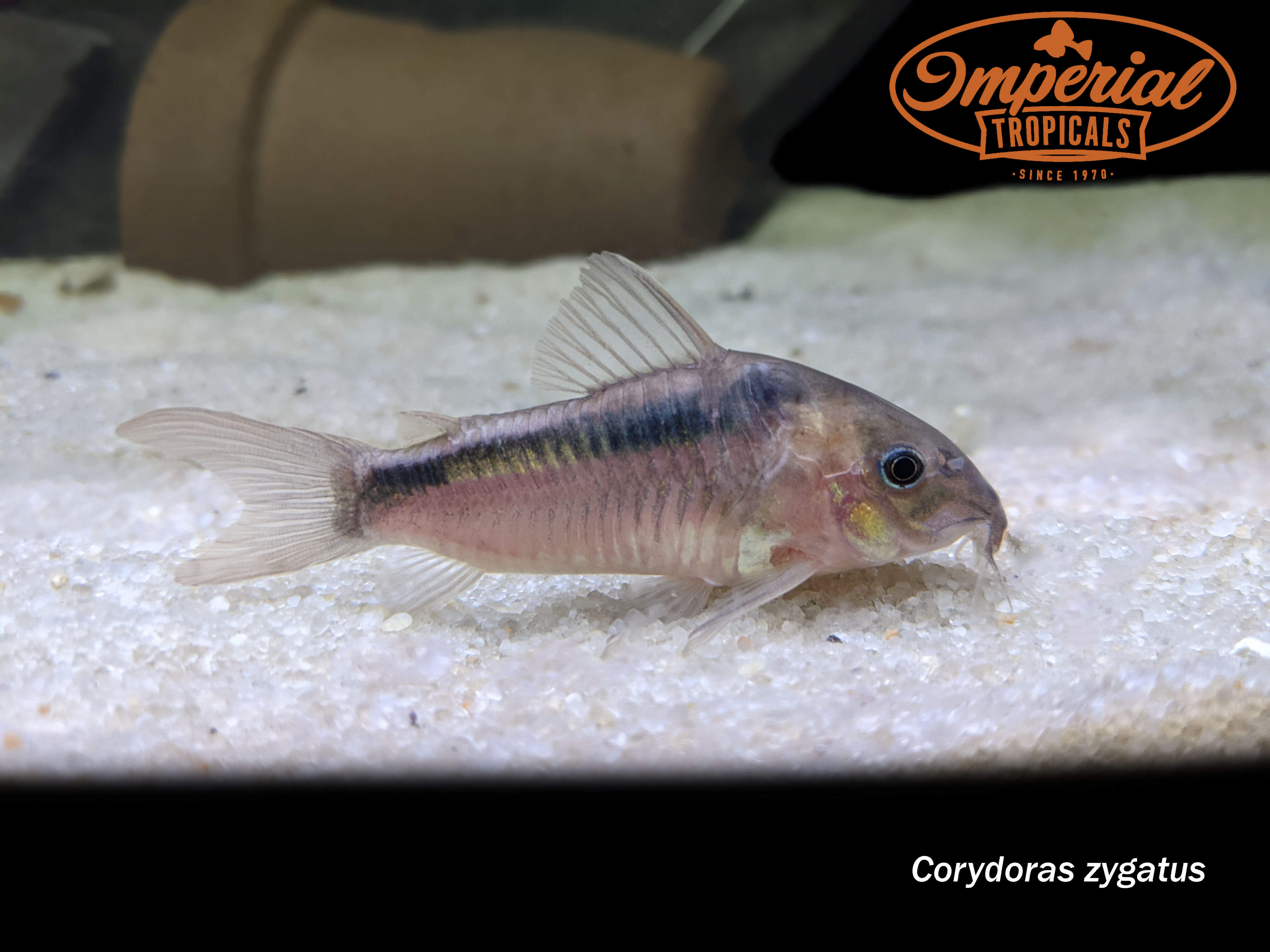 Corydoras Rabauti