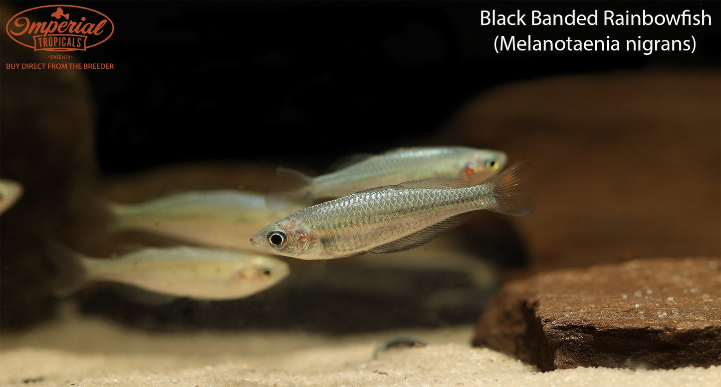 Black Banded Rainbowfish