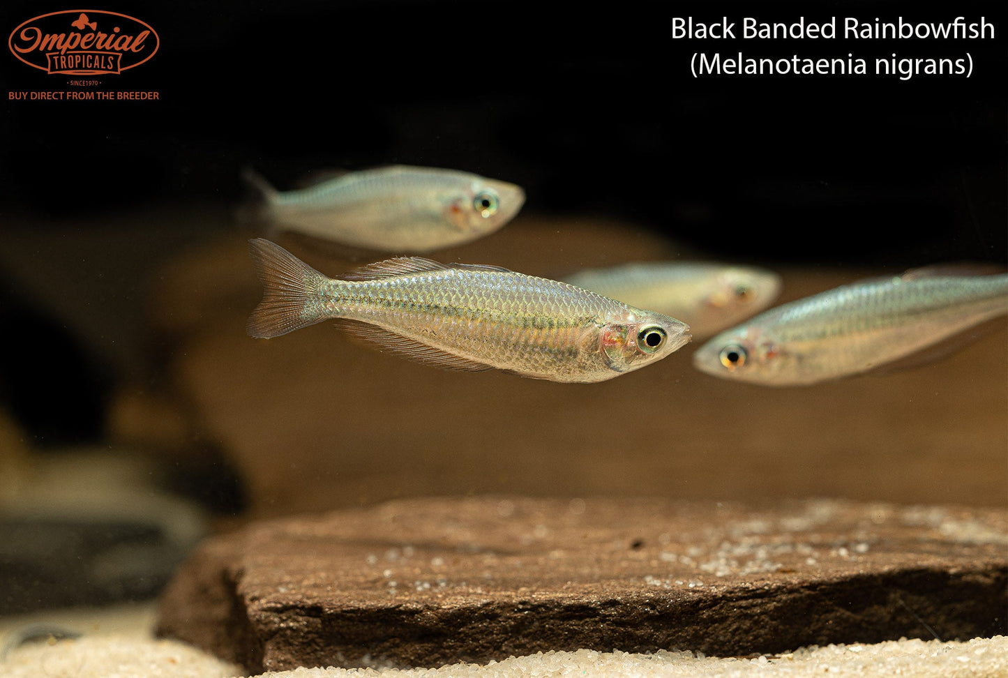 Black Banded Rainbowfish
