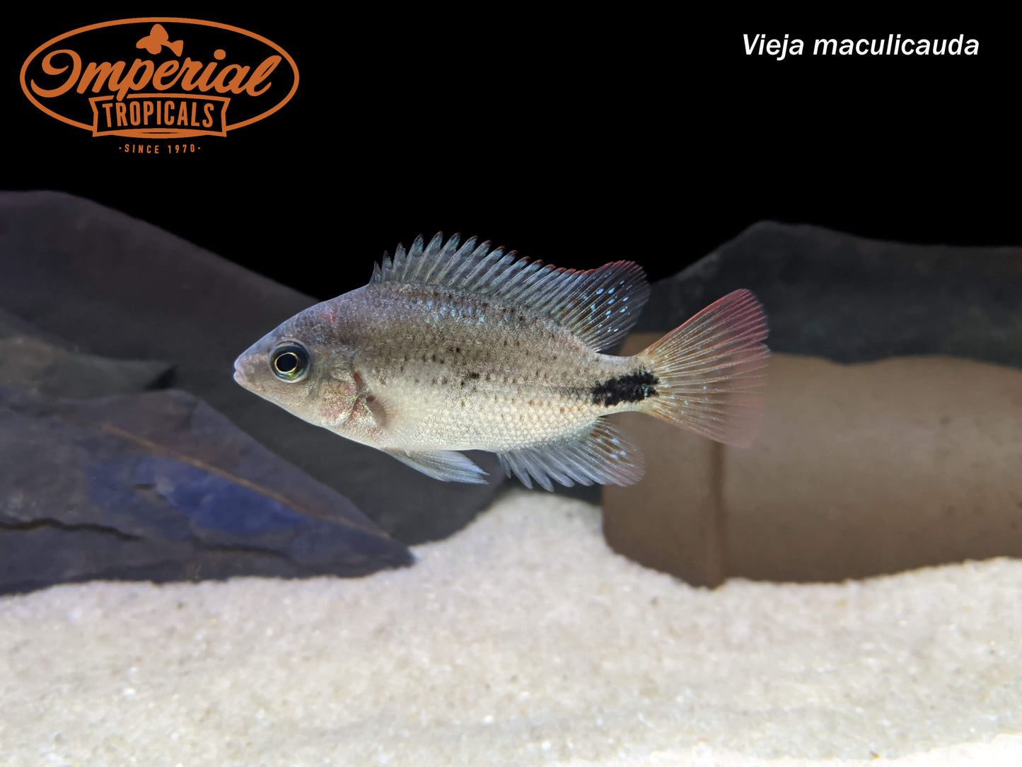 Black Belt Cichlid