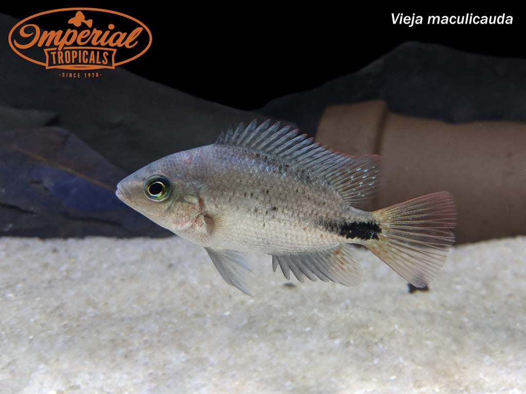 Black Belt Cichlid (Vieja maculicauda) Imperial Tropicals
