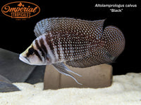 Congo Black Calvus