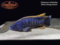 Black Orange Dorsal