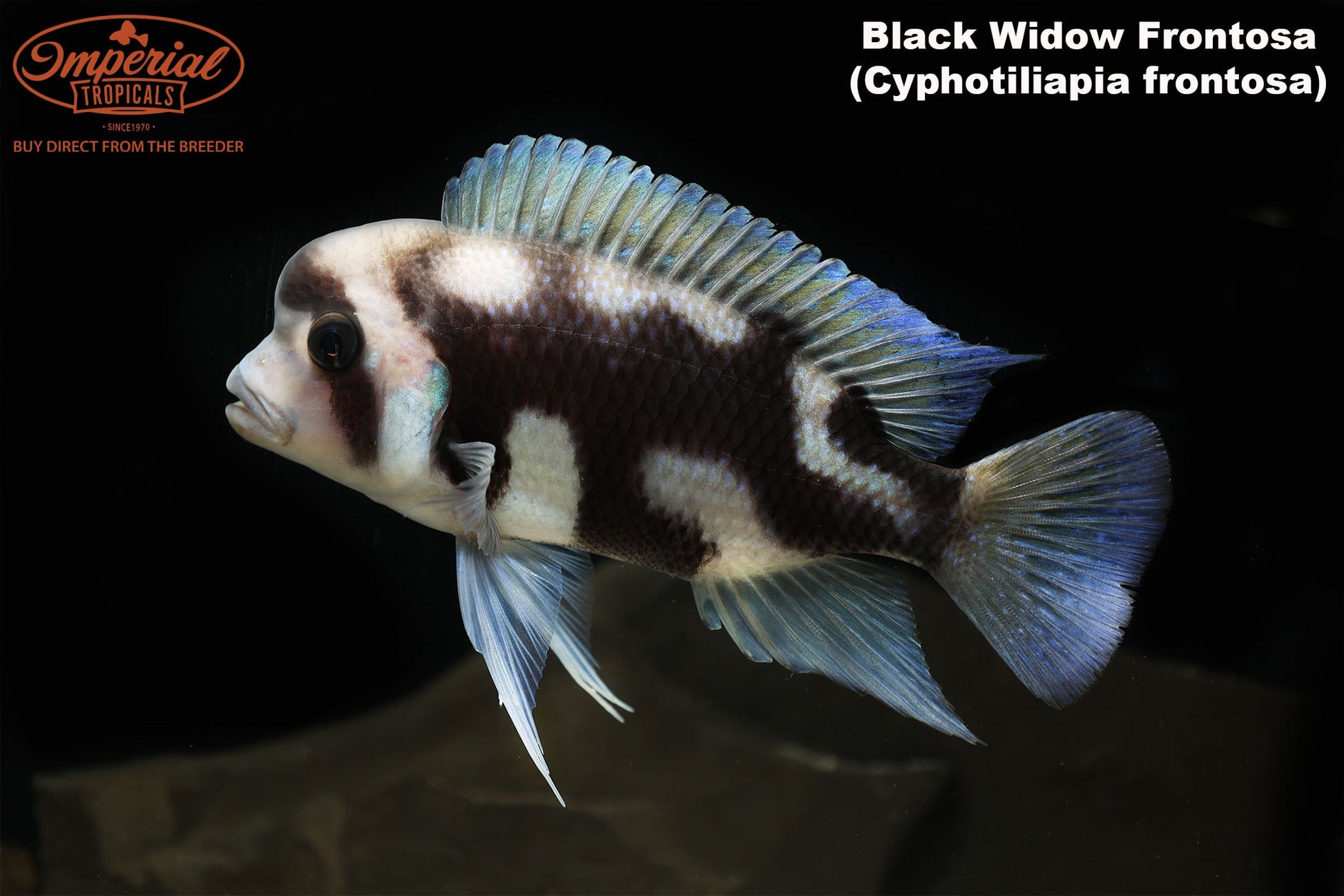 Frontosa Cichlid Types