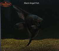 Black Angelfish