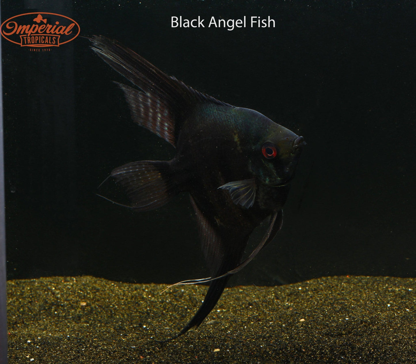 Black Angelfish (Pterophyllum scalare) - Imperial Tropicals