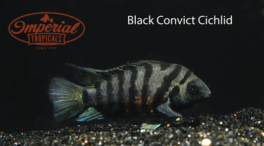 Black Convict Cichlid (Amatitlania nigrofasciata) - Imperial Tropicals