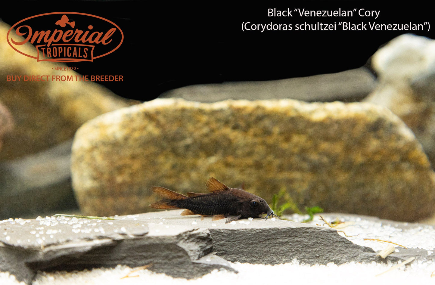 Black Venezuelan Cory Catfish