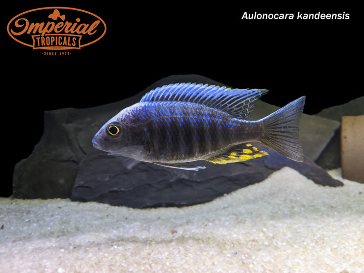African cichlids Imperial Tropicals