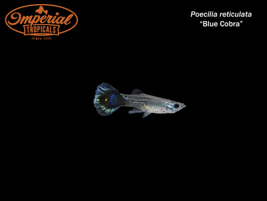 Blue Cobra Guppy