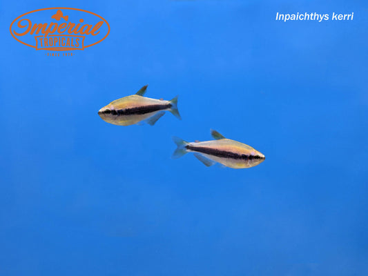 Blue Emperor Tetra