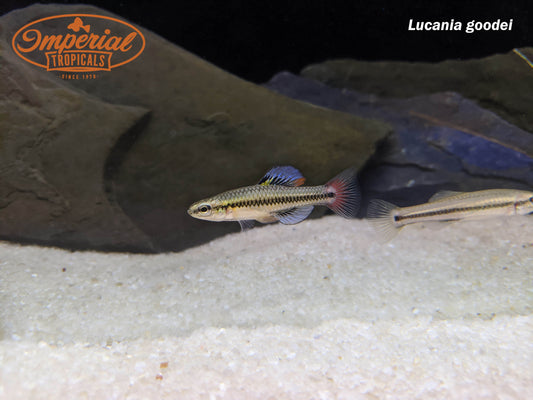 Blue Fin Killifish