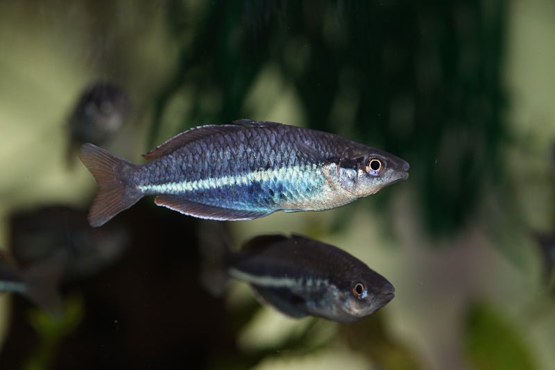 Blue Hole Rainbowfish