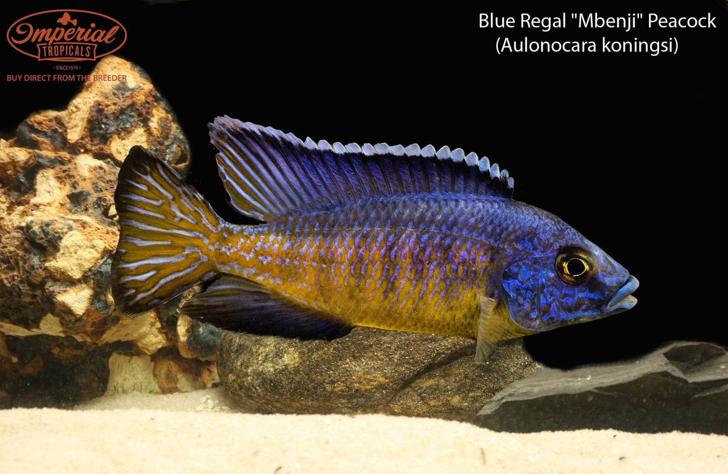 Blue Regal "Mbenji" Peacock