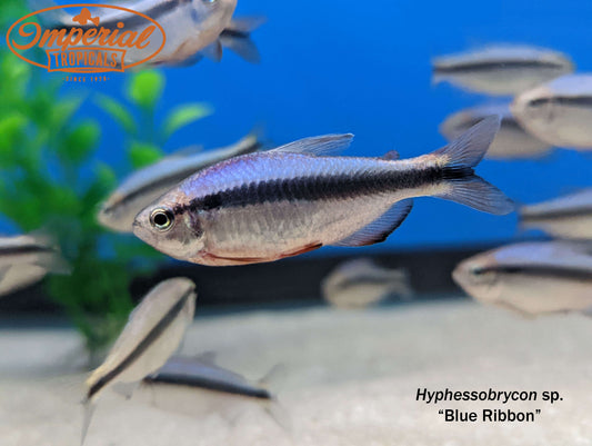 Blue Ribbon Tetra